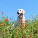 Ch.Pl Amberlie Angelonato