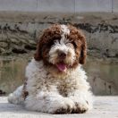 Candau de Gaudalteba