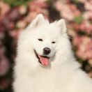 HAILLEY Small Silver FCI