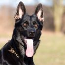 Easy del Camino Duro