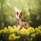 Antitheus A little bit of magic Zecora 