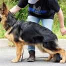 Rosalie vom Haus Gutorov