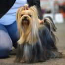 LOLA FALANA Indorado FCI