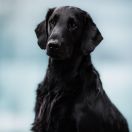 DYLANO Z BRDSKÝCH LESŮ