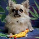 BAILEY Someone for All