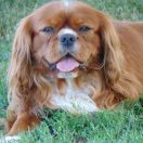 Premier Red Honey Wine