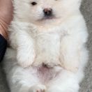 Bruno Best of Poms