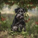 Chico from Wawelskie Wzgórza FCI