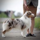 GCh Ch JChPL Zw. Klubu 22, Zw.PL 21 Moonbaby's DREAMS COME TRUE CHARLI