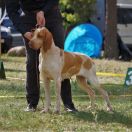 Latina Venator d’Ursus