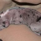 THORIN Czar Olbrzyma