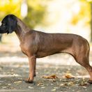 OZJA Z Klanu Posokowów FCI