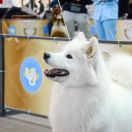 White Star Sumar Ophelia Queen Of Hearts