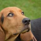 JUTRZENKA Leśne Bytowanie