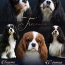 ISMENA ZŁODZIEJSKA ZGRAJA 