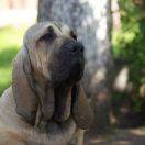 Don Juan Lady Fila on Les