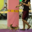 STAR LUCKY CHARM ADELINA GOLD LOVE