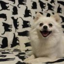 ISKIERKA Perłowy Ogród