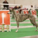 Elanor Estrelle Synergy