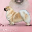 PIECE OF CAKE Livolly