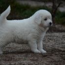 DOBROMIŁ Athel Loren 