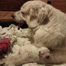 Pretty spod Bukowej Kalenicy FCI 