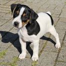 Sorskogbygda's Viggo Venn 