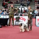 KROKUS z Agaponu FCI