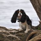 KAYA Cavikus Poland FCI