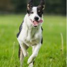 High Tension Hilarious Milka