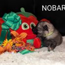 NOBARA Shaggy Fluff FCI