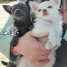 Always in my Heart Unique Love