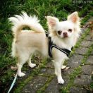 POWER LOVE TIPICH CHIHUAHUA