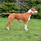 Alhambra Vivir Perros 