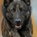 Django Mijn Lieve Held Per-Bene