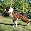 GEMMA DEL CUORE DEL DANUBIO