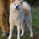 Akita u Izis AME