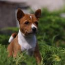 Biscuit Star Donbass