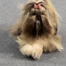 VANILLA Veseliy Gremlin