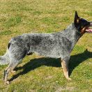 CAMARO Chobienia Forest