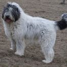 GRAPA ROUA DE PARTOS