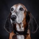 CIB-V, IRLANDE du Bois Cerisier