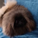 Sweet Dream From Hunyadi Kennel Bamby