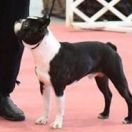 Gold Gelb Box Zénó 