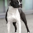 Casanova My Heart To My Life Staff 