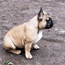 Nika Francuskie Słoneczka