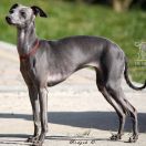 LUCREZIA DEL BARONE RAMPANTE