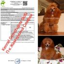 Vita Gold Star Odessa 