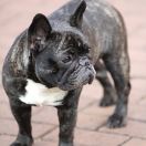 TASHA Nasze Szczęście (FCI)