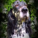 SEVERUS SNAPE Elater Polonica